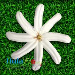 4" Foam Tiare  (L) - Stem