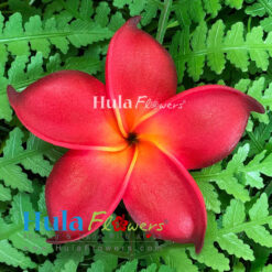 3.25" Foam Plumeria(M)