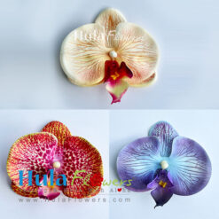 3“ Silk Moth Orchid