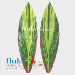 DIY Silk Ti Leaves 17 inches Full (Making Haku & Hip Hei)