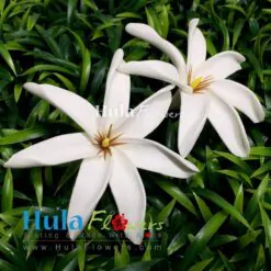 3.5" Foam Tiare