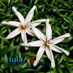 3" Foam Tiare