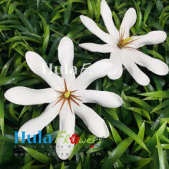 3.25" Foam Tiare (10 pcs)