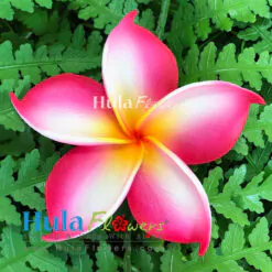 3.25" Foam Plumeria(M)