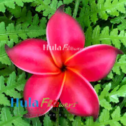 3.25" Foam Plumeria(M)