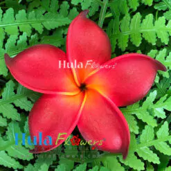 3.25" Foam Plumeria(M)