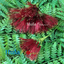 3.5” Nylon Red Lehua (L)