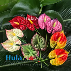3.5" Foam Anthurium