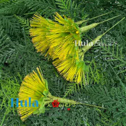 2.5” Nylon Yellow Lehua (S)