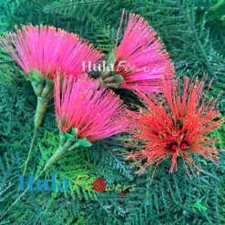 3” Nylon Pink Lehua (M)
